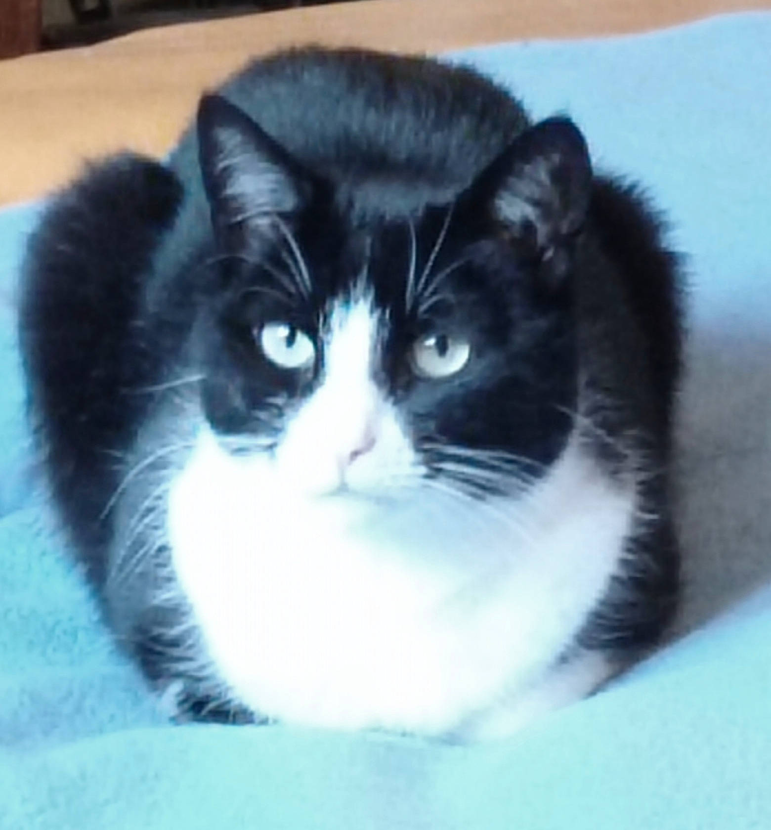 Nounou participe au concours pour gagner de l'argent avec cette photo : carnivore, cat, cat_supply, comfort, domestic_short_haired_cat, electric_blue, eye, felidae, fur, iris, monochrome_photography, small_to_medium_sized_cats, snout, tail, terrestrial_animal, whiskers, window