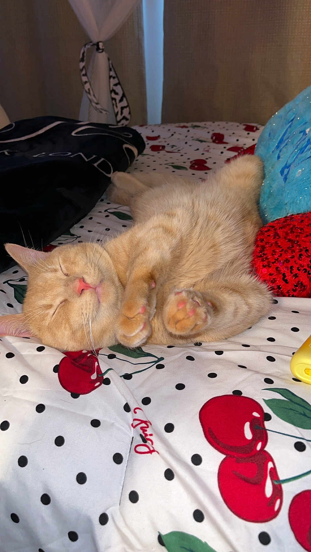 Jasper is registered to the contest to win money with this photo: cat, sleeping, orange_tabby, bed, blanket, cherry_pattern, paws, cozy, indoor, nap, cute, feline, pet, relaxed, fur, whiskers, pink_nose, soft_lighting, curled_paws, resting