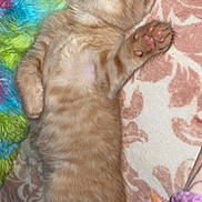 Jasper is registered to the contest to win money with this photo: kitten, sleeping, orange_tabby, paw, fluffy, cute, pet, feline, blanket, patterned, cozy, soft, resting, indoor, animal, young, small, cute_animal, relaxed, colorful