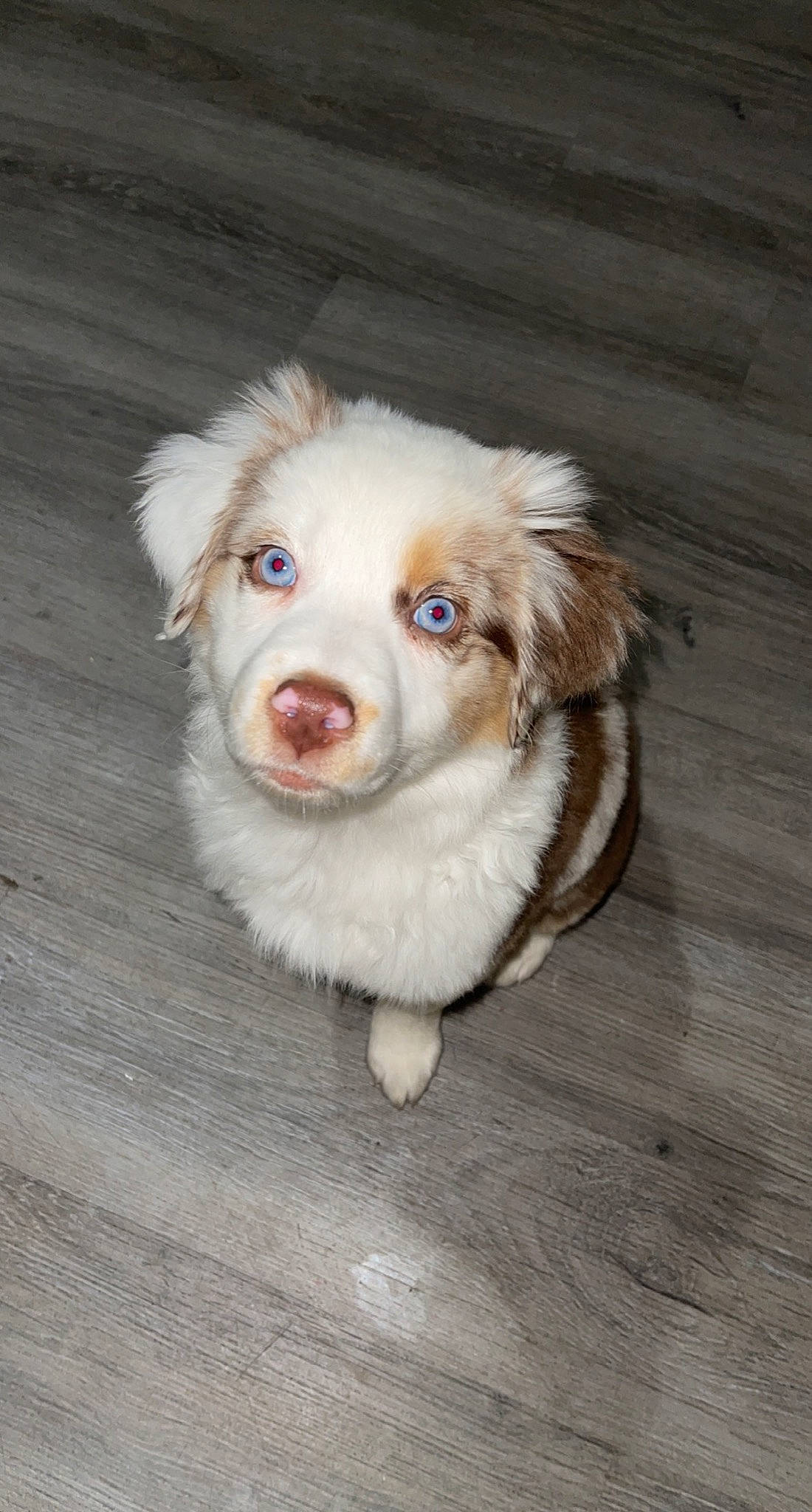 Maggie is registered to the contest to win money with this photo: canidae, carnivore, cocker_spaniel, companion_dog, dog, dog_breed, fawn, fur, gun_dog, hardwood, herding_dog, liver, snout, spaniel, sporting_group, terrestrial_animal, whiskers, wood