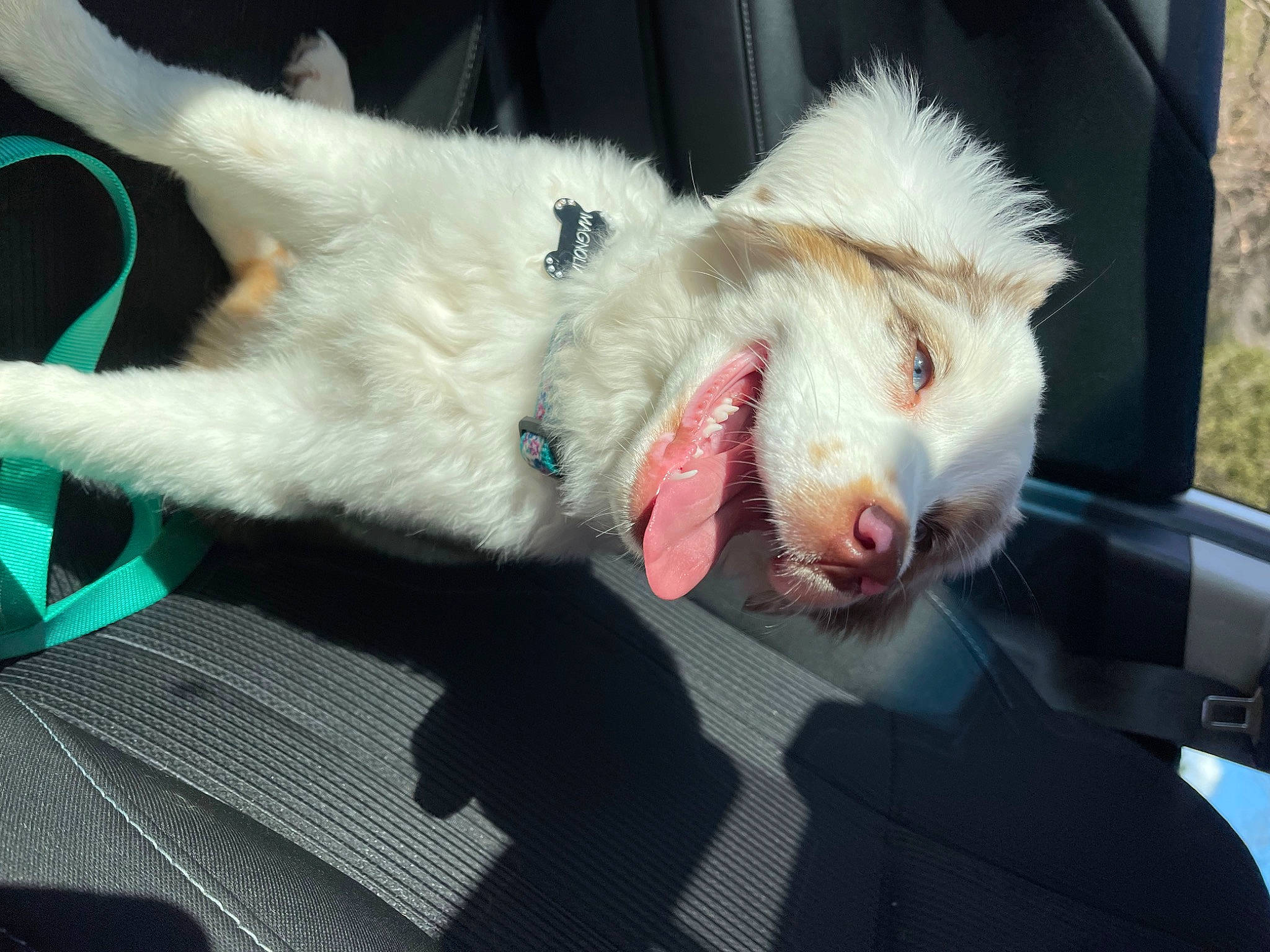 Maggie joined the competition — help win amazing prizes! canidae, carnivore, claw, collar, companion_dog, dog_breed, fang, fawn, felidae, fur, jaw, marsupial, non_sporting_group, paw, small_to_medium_sized_cats, snout, sporting_group, tail, whiskers, yawn