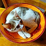 animal, bowl, cat, closeup, curled_up, cute, decorative_bowl, ears, eyes, indoor, kitten, lying_down, orange, paws, pet, portrait, tabby, whiskers, white_fur, wooden_table