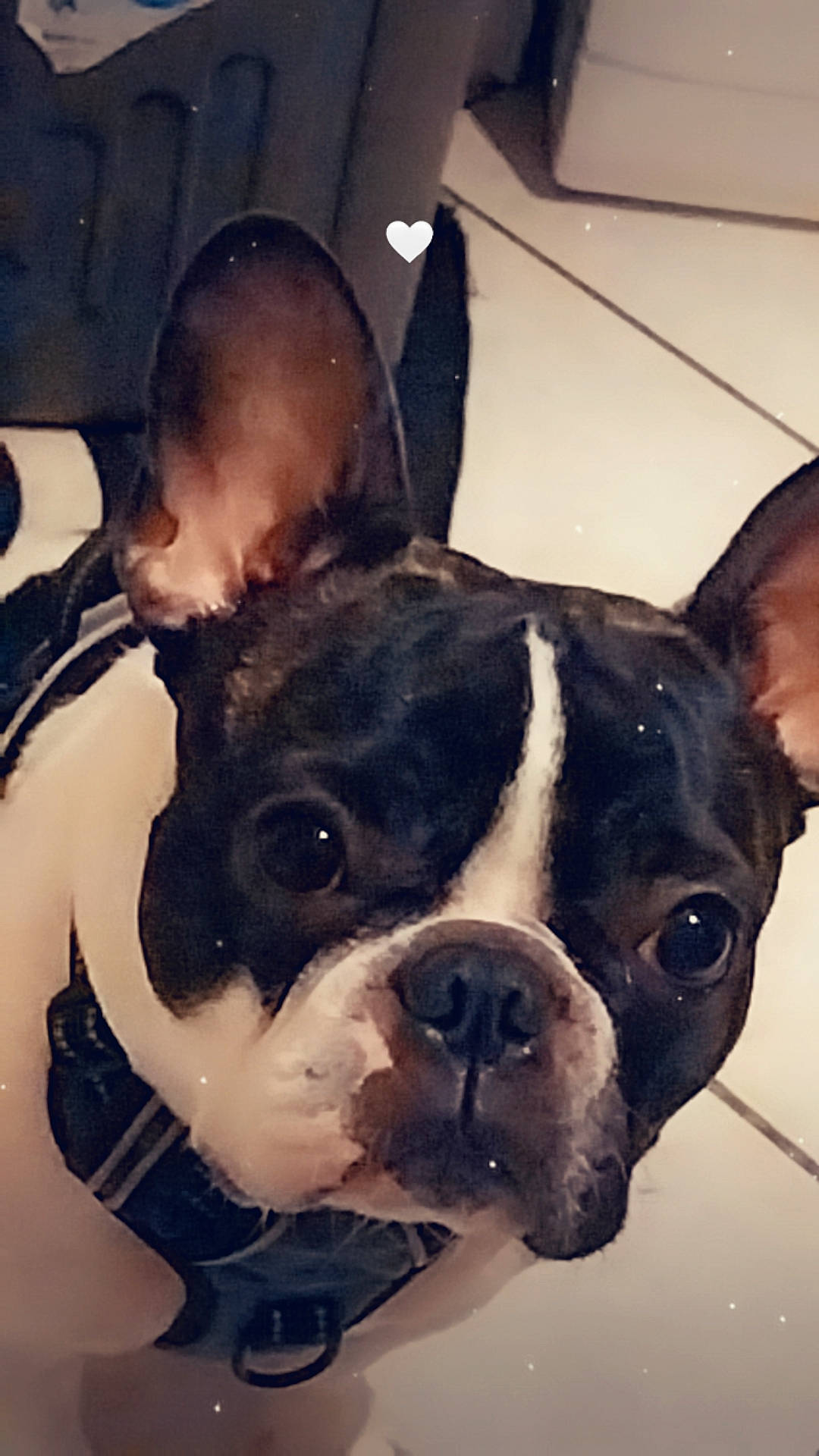 Snoopy participe au concours pour gagner de l'argent avec cette photo : art, bulldog, carnivore, companion_dog, dog, dog_breed, ear, fawn, iris, jaw, mammal, nose, organ, selfie, snout, sporting_group, vertebrate, whiskers, white, working_animal