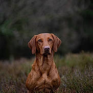 Maple is registered to the contest to win money with this photo: dog, brown_dog, animal, pet, outdoor, field, nature, grass, wild_plants, fur, ears, alert, portrait, mammal, canine, sitting, focused, background_blur, natural_light, serious_expression