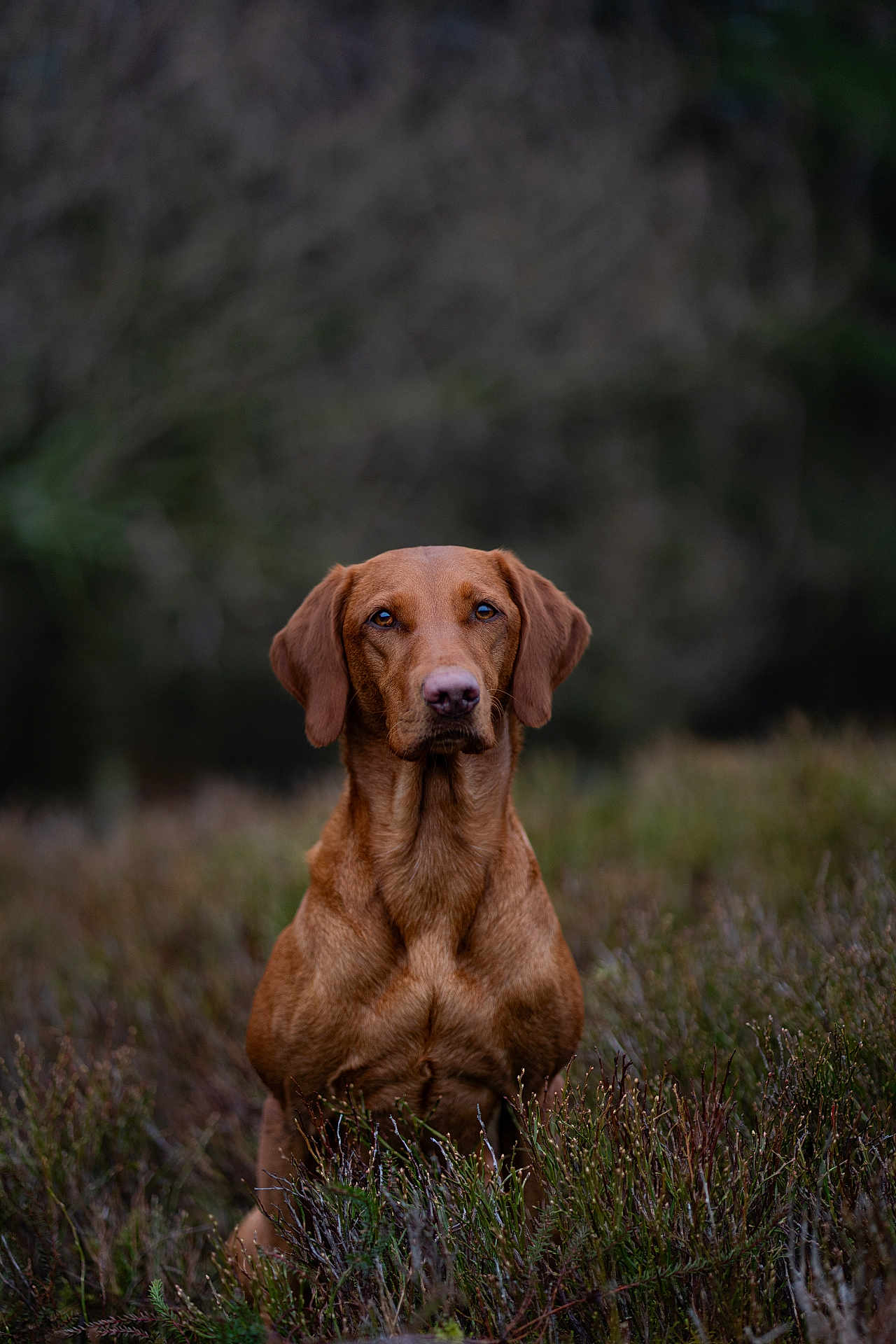 Maple