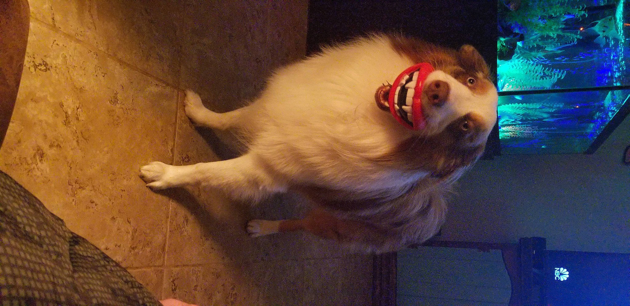 Pasak is registered to the contest to win money with this photo: beard, carnivore, companion_dog, dog, dog_breed, ear, eye, eyewear, facial_hair, fawn, glasses, human_body, jaw, nose, snout, sunglasses, tail, vision_care, whiskers, wood