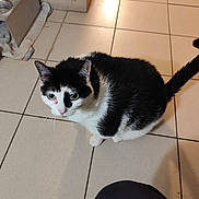 Symba a rejoint le concours — aidez-le/la à gagner de superbes lots ! cat, black_and_white, pet, indoor, tile_floor, food_bowl, water_bowl, animal, feline, curious, whiskers, ears, tail, domestic, floor, looking_up, clean, feeding_area, companion, cute