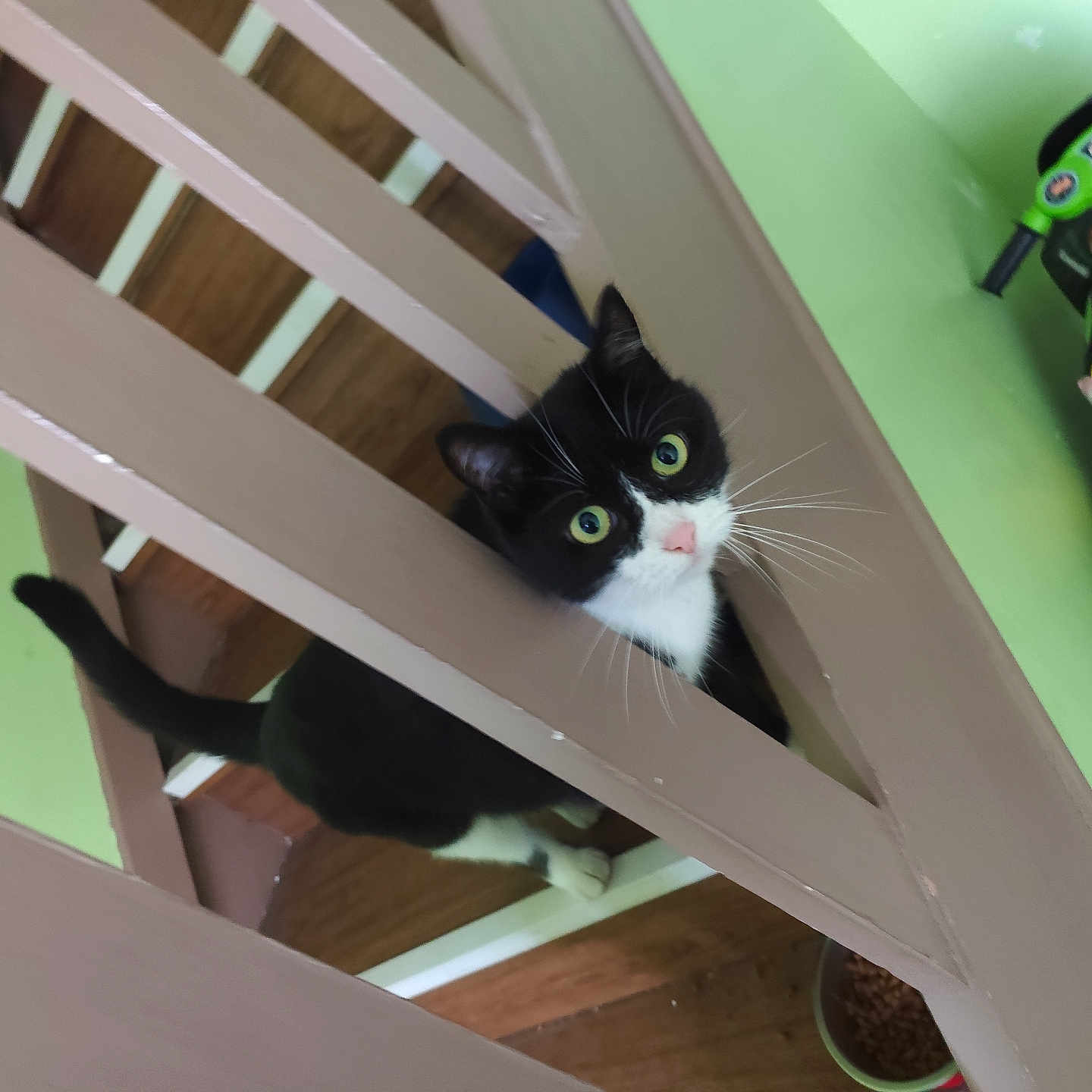 Lola participe au concours pour gagner de l'argent avec cette photo : animal, black_and_white, cat, children, curious, cute, feline, floor, green_eyes, home, house, indoor, looking_up, pet, playful, railing, stairs, toy, whiskers, wooden