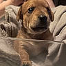 puppy, dog, close_up, paw, blanket, soft, cute, pet, fur, indoors, person, hand, phone, cozy, snuggled, young_animal, animal, brown_fur, face, portrait