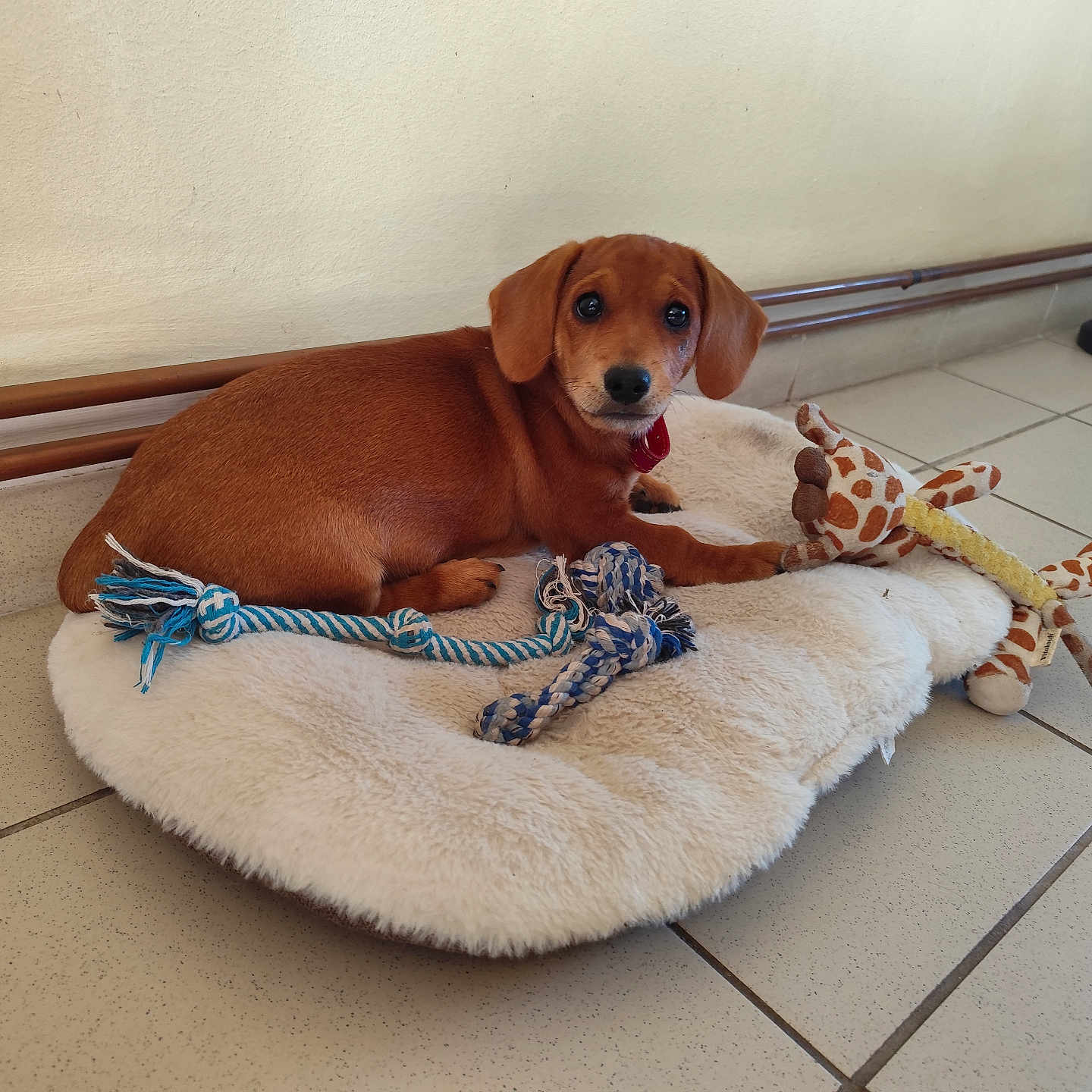 Nala