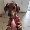 dog, small_dog, brown_dog, pet, paw, hand, human_hand, indoor, kitchen, tile_floor, cabinet, cute, animal, domestic_animal, looking_up, close_up, friendly, companionship, canine, claws