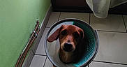 Nala a rejoint le concours — aidez-le/la à gagner de superbes lots ! animal, brown_dog, cone, curtain, cute, dog, door, floor, green_wall, home, indoor, light, looking_up, pet, protective_collar, quiet, sad, shadow, tile_floor, window