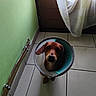 dog, cone, indoor, tile_floor, green_wall, curtain, door, pet, animal, looking_up, brown_dog, protective_collar, floor, window, light, shadow, quiet, home, cute, sad