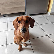 Nala a rejoint le concours — aidez-le/la à gagner de superbes lots ! dog, brown_dog, puppy, pet, floor, tile_floor, kitchen, cabinet, appliance, indoor, animal, sitting, looking_up, ears, cute, young_dog, domestic_animal, fur, companion, canine