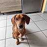 dog, brown_dog, puppy, pet, floor, tile_floor, kitchen, cabinet, appliance, indoor, animal, sitting, looking_up, ears, cute, young_dog, domestic_animal, fur, companion, canine