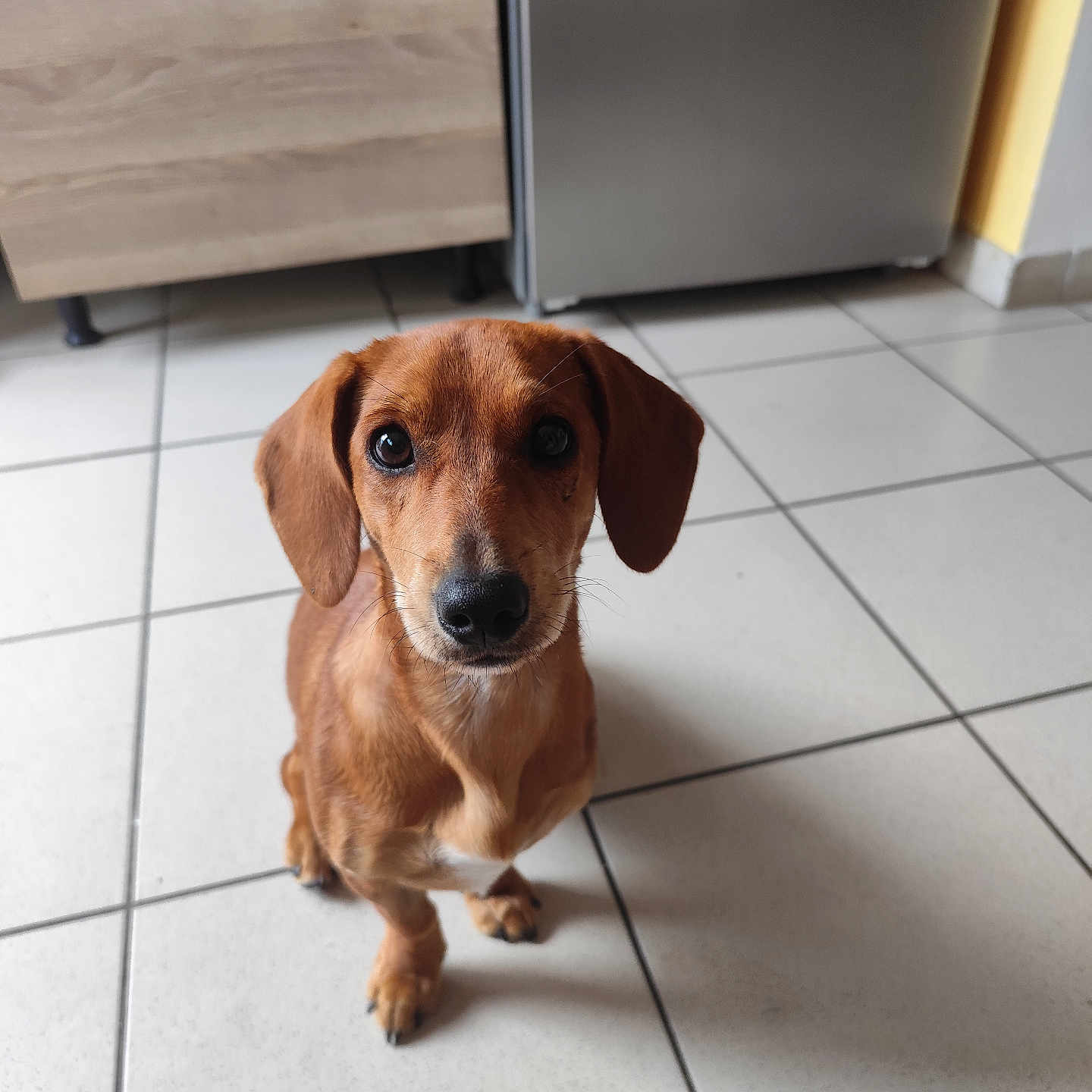 Nala