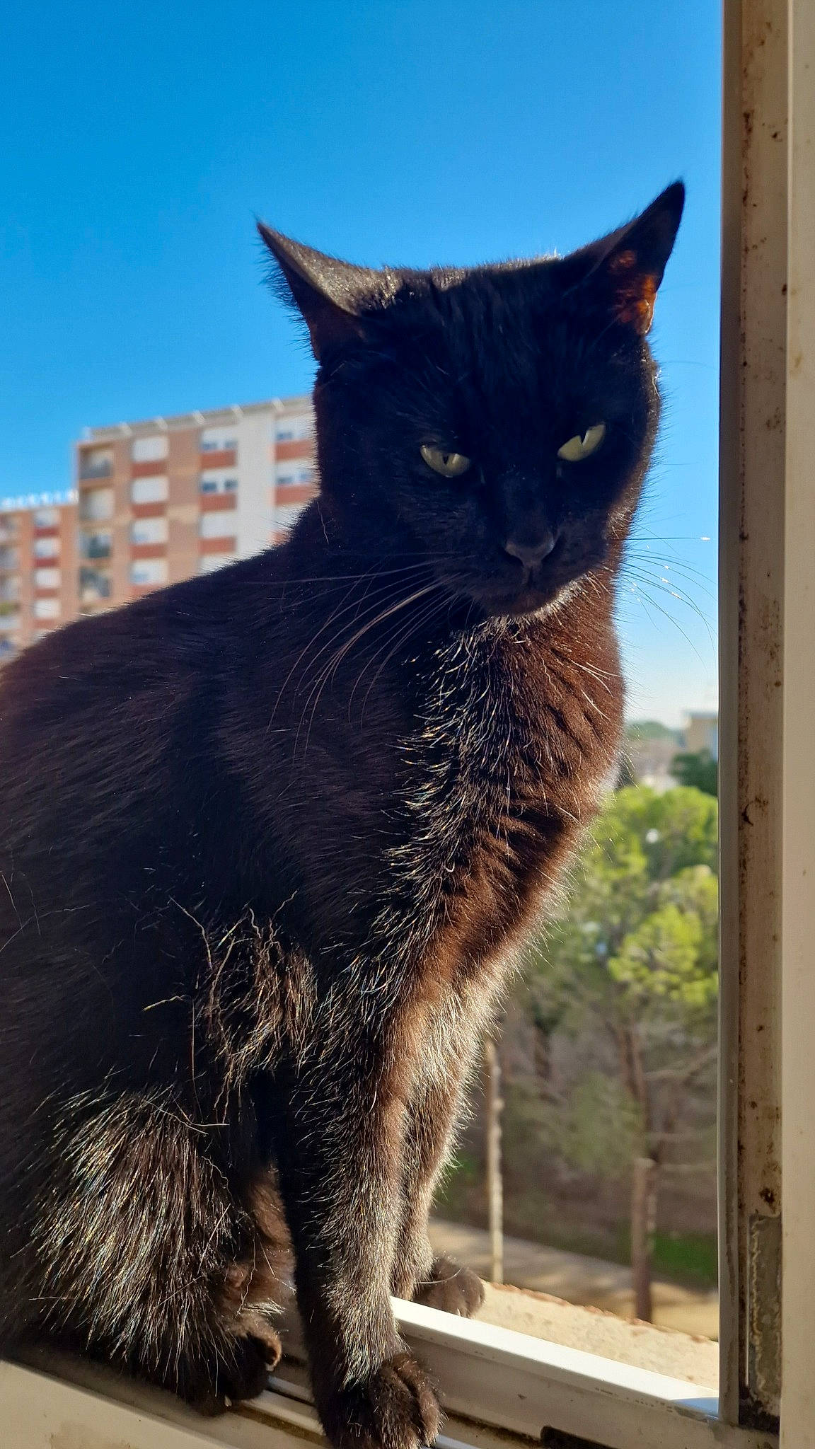 Sissi participe au concours pour gagner de l'argent avec cette photo : black_cat, building, carnivore, cat, domestic_short_haired_cat, electric_blue, felidae, fur, plant, sitting, sky, small_to_medium_sized_cats, snout, tail, terrestrial_animal, tree, whiskers, window