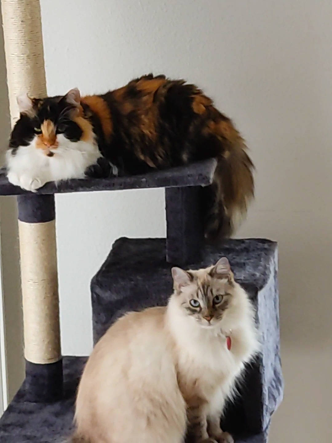 Miam Et Roxy a rejoint le concours — aidez-le/la à gagner de superbes lots ! carnivore, cat, cat_supply, claw, comfort, fawn, felidae, fur, paw, pedestal, pet_supply, plant, small_to_medium_sized_cats, tail, terrestrial_animal, whiskers