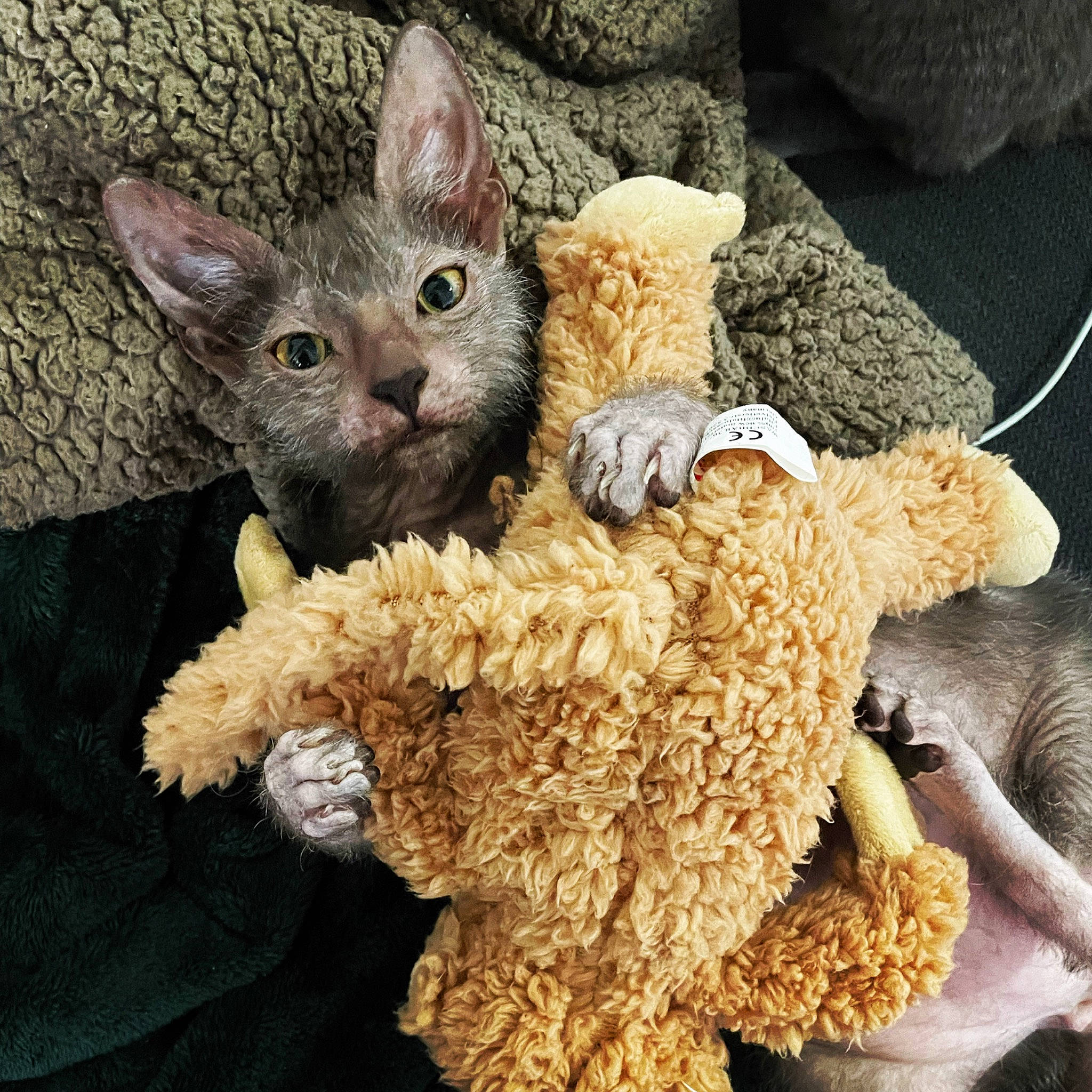 Nagash participe au concours pour gagner de l'argent avec cette photo : carnivore, cat, claw, craft, creative_arts, domestic_short_haired_cat, fawn, felidae, fur, pattern, paw, rex_cat, small_to_medium_sized_cats, stuffed_toy, tail, terrestrial_animal, toy, whiskers, working_animal