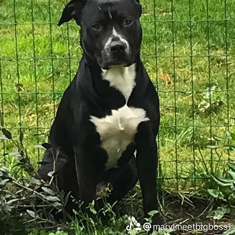 Simba a rejoint le concours — aidez-le/la à gagner de superbes lots ! animal, backyard, bostonbull, boxer, bulldog, canine, den, dog, doghouse, frenchbulldog, grass, indoors, nature, outdoors, pet, pitbull, plant, puppy, snout, yard