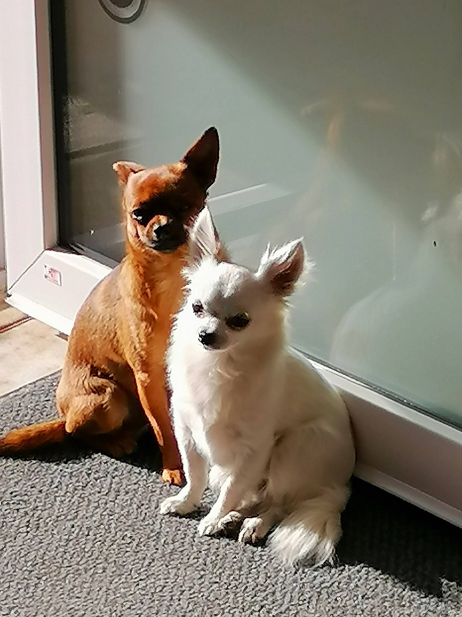 Ryo participe au concours pour gagner de l'argent avec cette photo : canidae, carnivore, collar, companion_dog, dog, dog_breed, door, fawn, felidae, fur, non_sporting_group, paw, small_to_medium_sized_cats, snout, sporting_group, tail, terrestrial_animal, toy_dog, whiskers