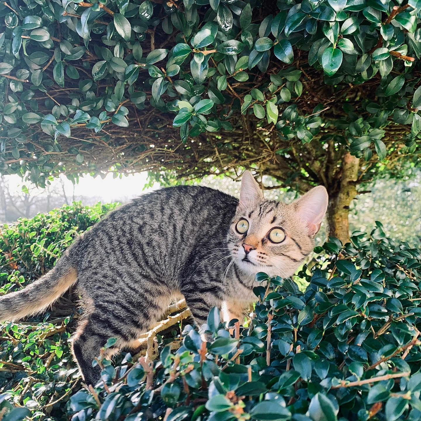 Yuna Lyla participe au concours pour gagner de l'argent avec cette photo : cat, tabby_cat, animal, pet, outdoor, greenery, bush, tree, nature, fur, whiskers, alert, daylight, eye_contact, wildlife, curious, mammal, leaf, branch, background_blur