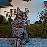 Yuna Lyla participe au concours pour gagner de l'argent avec cette photo : cat, tabby_cat, animal, pet, outdoor, garden, concrete, plant, greenery, house, window, dusk, nature, mammal, fur, whiskers, ears, sitting, alert, background