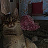 Yuna Lyla participe au concours pour gagner de l'argent avec cette photo : cat, tabby, animal, pet, indoor, bed, blanket, furniture, cushion, wallpaper, floral_pattern, relaxed, resting, cozy, domestic, fur, whiskers, ears, paws, natural_light