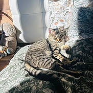 Yuna Lyla participe au concours pour gagner de l'argent avec cette photo : cat, tabby, sunlight, blanket, pillows, stuffed_animals, indoor, relaxation, sleeping, cozy, home, furniture, pattern, furry, pet, animal, comfort, resting, cute, domestic