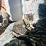 cat, tabby, sunlight, blanket, pillows, stuffed_animals, indoor, relaxation, sleeping, cozy, home, furniture, pattern, furry, pet, animal, comfort, resting, cute, domestic