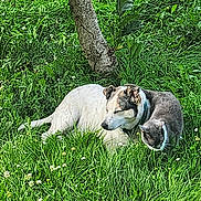 Bornéo a rejoint le concours — aidez-le/la à gagner de superbes lots ! dog, cat, grass, tree, outdoor, nature, pet, animal, greenery, sunlight, relaxing, companion, fur, mammal, collar, resting, leaf, flora, summer, quiet
