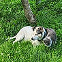 dog, cat, grass, tree, outdoor, nature, pet, animal, greenery, sunlight, relaxing, companion, fur, mammal, collar, resting, leaf, flora, summer, quiet