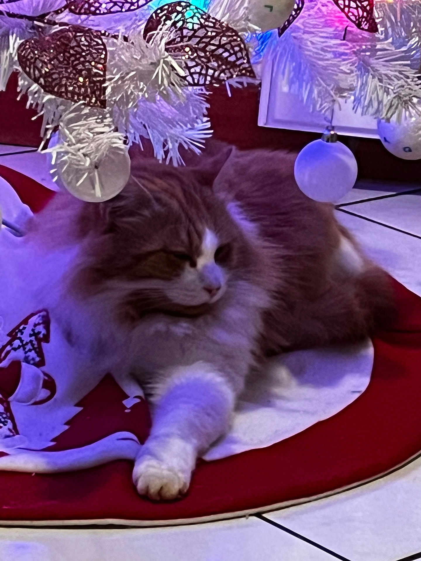 Haribo participe au concours pour gagner de l'argent avec cette photo : cat, fluffy, orange_and_white, christmas_tree, tree_skirt, ornaments, white_tree, holiday, decorations, floor_tiles, relaxed, pet, indoor, festive, lighting, paw, feline, resting, cozy, celebration