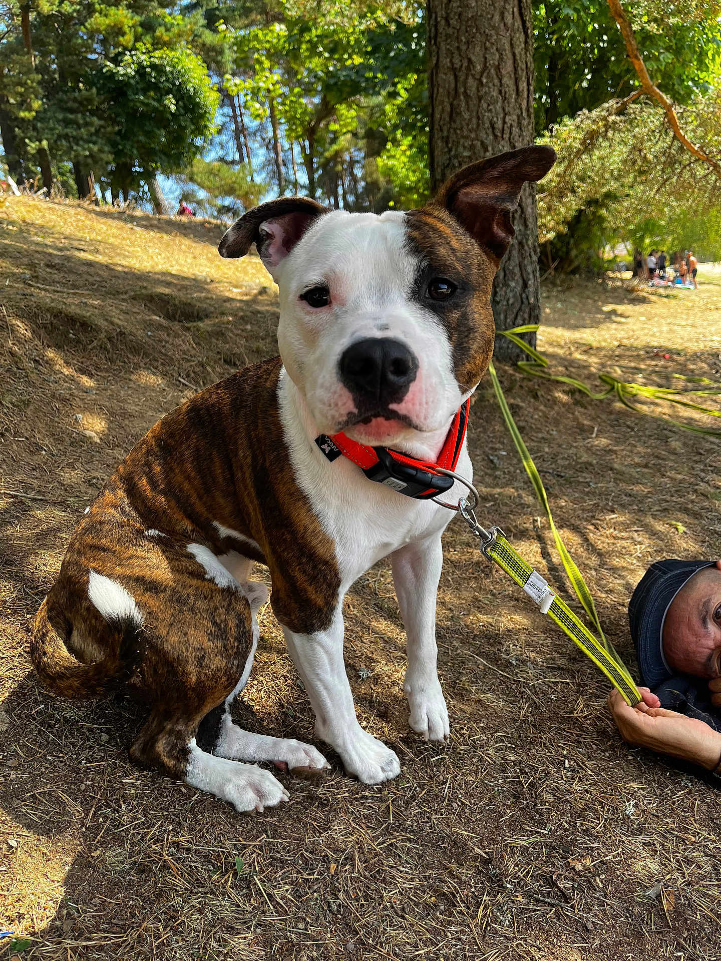 Vicking a rejoint le concours — aidez-le/la à gagner de superbes lots ! dog, brindle, white, collar, leash, person, forest, tree, sunlight, ground, nature, outdoor, animal, pet, canine, sitting, shade, people, relaxing, daylight