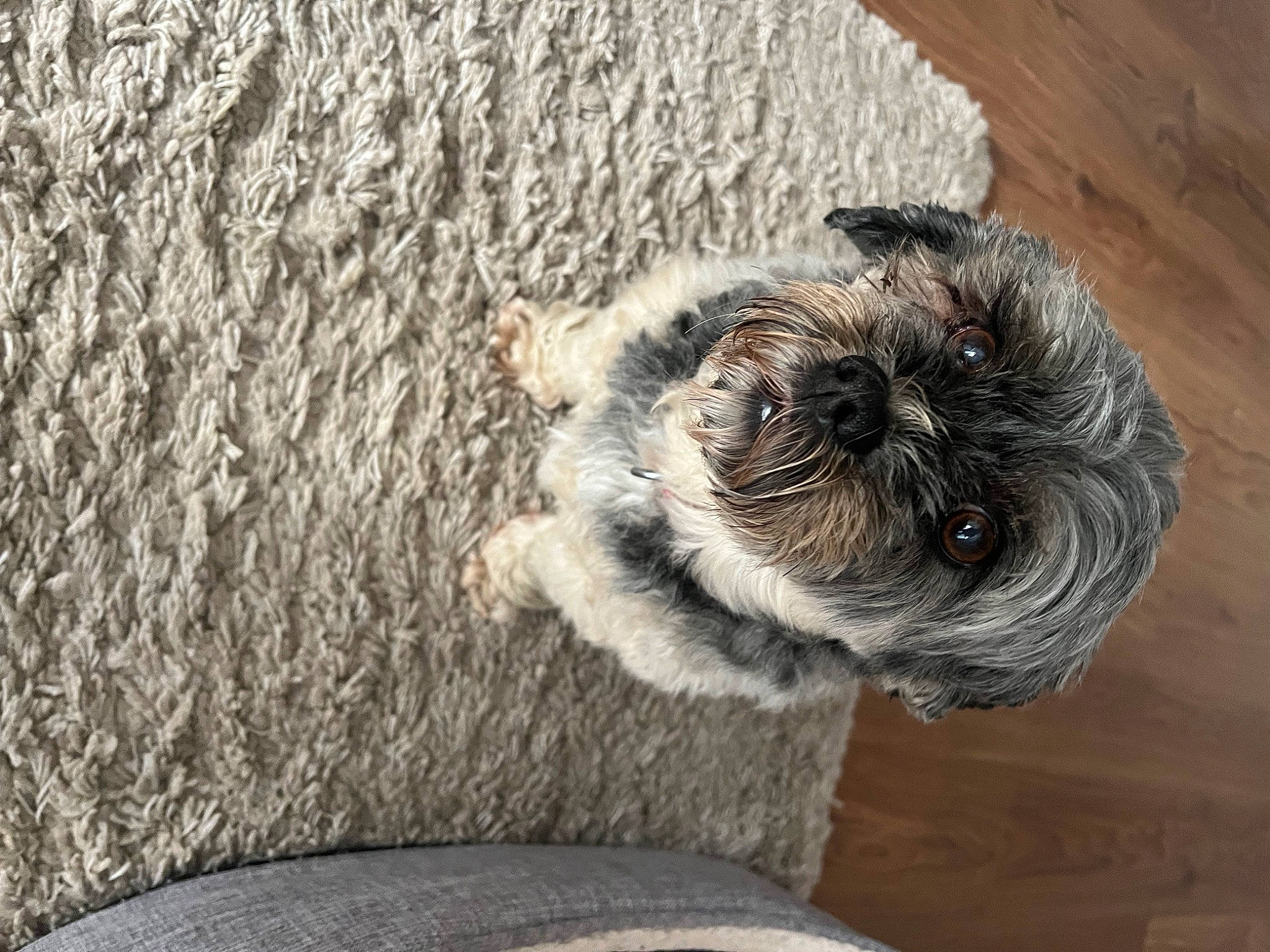 Magic is registered to the contest to win money with this photo: camera, carnivore, companion_dog, dog, dog_breed, dog_collar, fawn, fur, grey, liver, pet_supply, small_terrier, sporting_group, tail, terrier, toy_dog, trunk, wood, working_animal, wrinkle