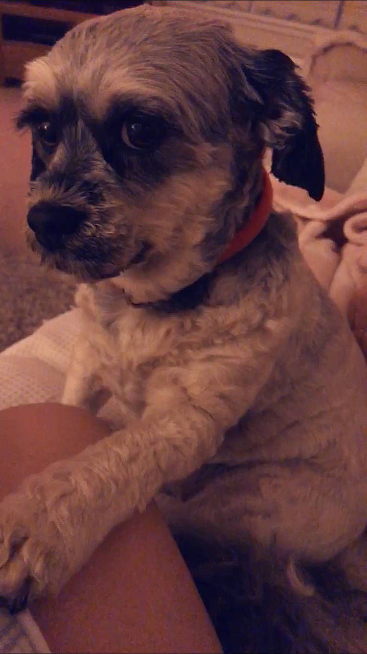 Magic is registered to the contest to win money with this photo: canidae, carnivore, companion_dog, dog, dog_breed, dog_collar, fawn, firefighter, fur, liver, non_sporting_group, puppy, puppy_love, snout, sporting_group, toy_dog, whiskers, working_animal, wrinkle