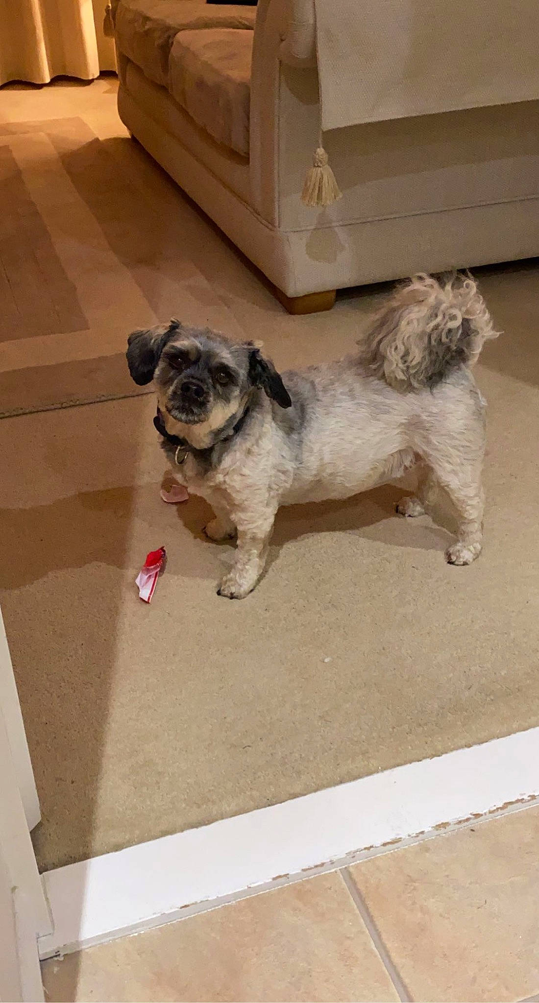 Magic is registered to the contest to win money with this photo: canidae, carnivore, companion_dog, dog, dog_breed, dog_supply, fawn, flooring, fur, non_sporting_group, paw, pet_supply, pug, puppy, small_terrier, snout, sporting_group, tail, toy_dog, working_animal