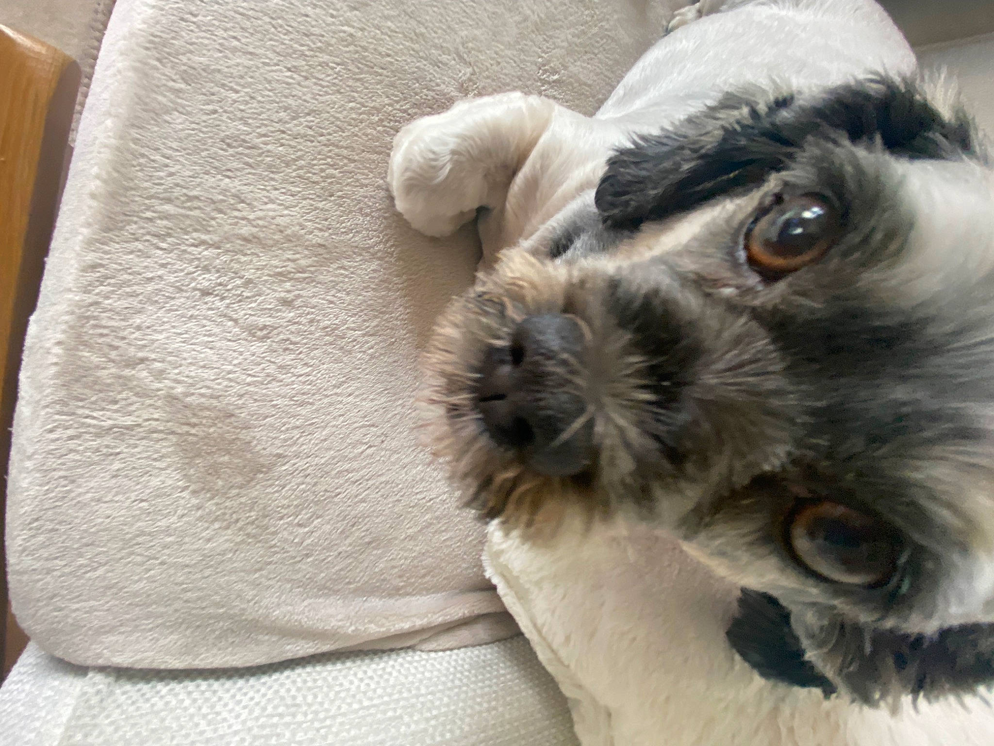 Magic joined the competition — help win amazing prizes! canidae, carnivore, comfort, companion_dog, dog, dog_breed, dog_supply, ear, fawn, fur, liver, paw, schnauzer, small_terrier, snout, sporting_group, standard_schnauzer, toy_dog, whiskers, working_animal