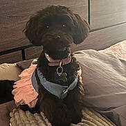 Onyx joined the competition — help win amazing prizes! accessories, affenpinscher, animal, bed, bedroom, canine, couch, cushion, dog, furniture, homedecor, indoors, interiordesign, jewelry, necklace, pet, poodle, puppy, room, terrier