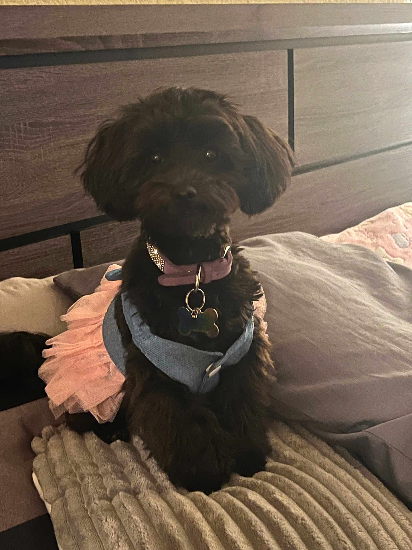 Onyx joined the competition — help win amazing prizes! accessories, affenpinscher, animal, bed, bedroom, canine, couch, cushion, dog, furniture, homedecor, indoors, interiordesign, jewelry, necklace, pet, poodle, puppy, room, terrier
