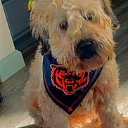 Bella is registered to the contest to win money with this photo: animal, bandana, black, blue, brown, cabinet, curly_hair, cute, dog, domestic_animal, floor, fur, household, indoor, orange, pet, portrait, sitting, tiger_logo, wooden_floor