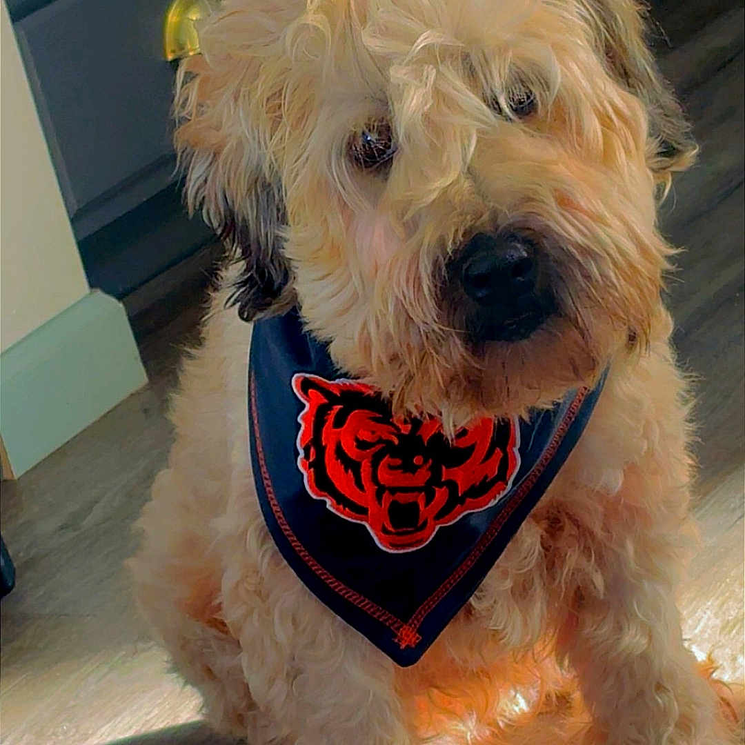 Bella is registered to the contest to win money with this photo: animal, bandana, black, blue, brown, cabinet, curly_hair, cute, dog, domestic_animal, floor, fur, household, indoor, orange, pet, portrait, sitting, tiger_logo, wooden_floor