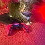 Thomas joined the competition — help win amazing prizes! cat, tabby, collar, game_controller, bed, blanket, red, pink, black, indoor, pet, feline, curious, texture, soft, relaxing, playing, gaming, cozy, light