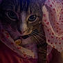 Thomas is registered to the contest to win money with this photo: cat, tabby, pet, close_up, blanket, heart_pattern, indoor, collar, tag, whiskers, fur, cute, animal, cozy, resting, bed, domestic, feline, face, paw