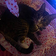 Thomas joined the competition — help win amazing prizes! cat, tabby, white_paws, tissue_paper, heart_pattern, bed, indoor, pet, feline, animal, cozy, relaxed, whiskers, ears, tail, collar, dim_lighting, soft_light, cute, resting