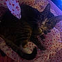 cat, tabby, white_paws, tissue_paper, heart_pattern, bed, indoor, pet, feline, animal, cozy, relaxed, whiskers, ears, tail, collar, dim_lighting, soft_light, cute, resting