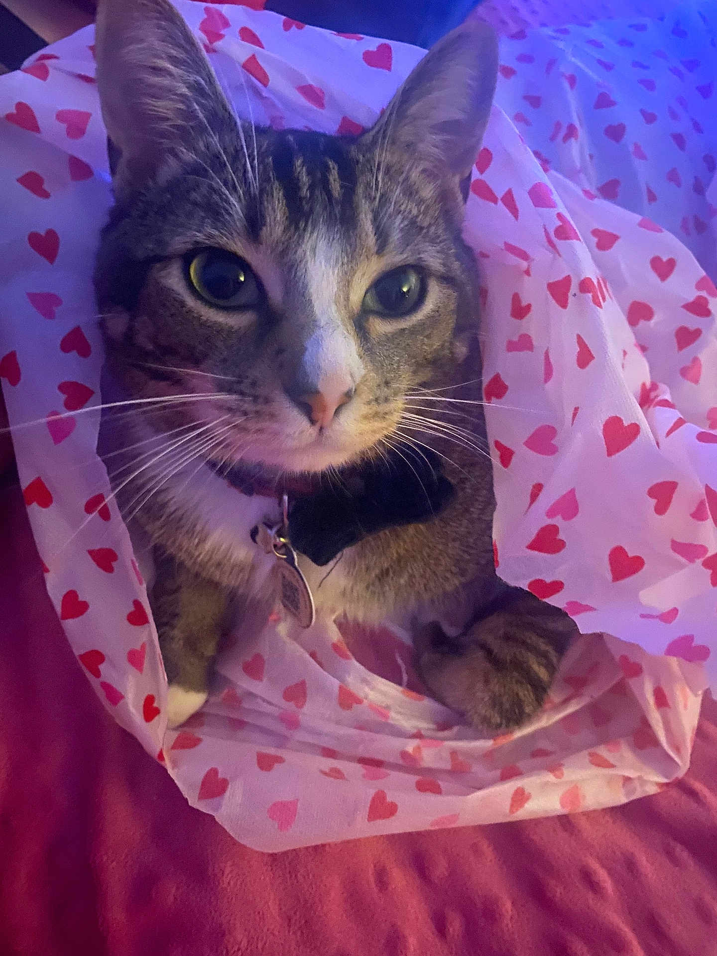 Thomas joined the competition — help win amazing prizes! cat, tabby, pet, animal, indoor, fabric, heart_pattern, collar, bowtie, cute, curious, whiskers, closeup, cozy, resting, bed, pink, soft, feline, portrait