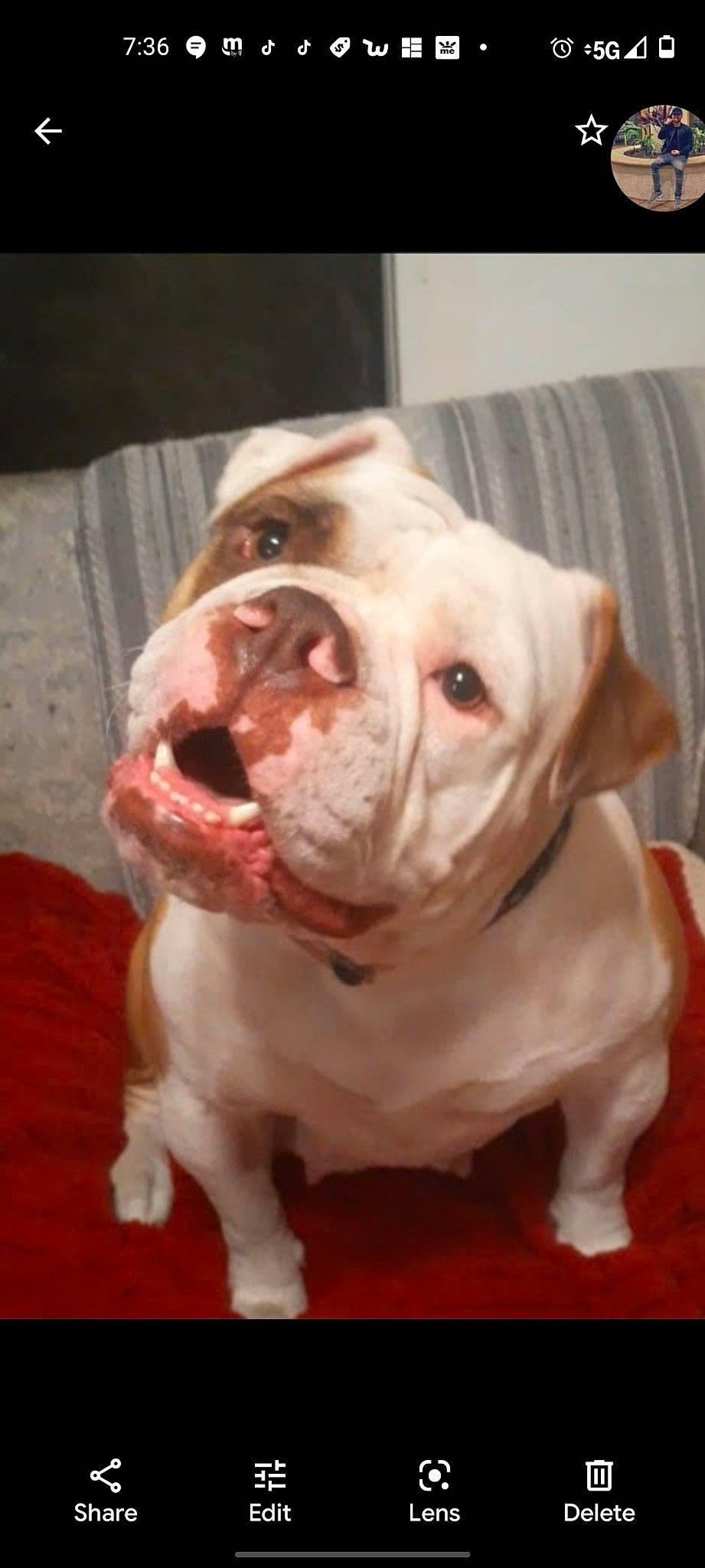 Malu joined the competition — help win amazing prizes! canidae, carnivore, companion_dog, cordoba_fighting_dog, dog, dog_breed, dog_collar, fawn, molosser, non_sporting_group, snout, sporting_group, terrestrial_animal, whiskers, working_animal, wrinkle