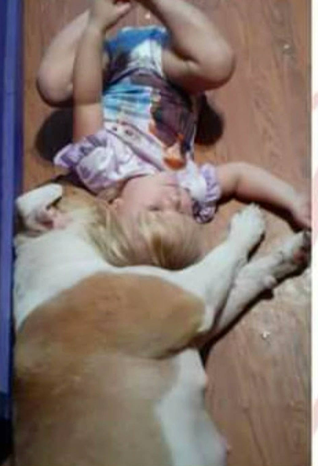 Malu joined the competition — help win amazing prizes! art, baby, carnivore, child, comfort, companion_dog, dog, dog_breed, fawn, human_leg, knee, non_sporting_group, thigh, toddler, wood, working_animal