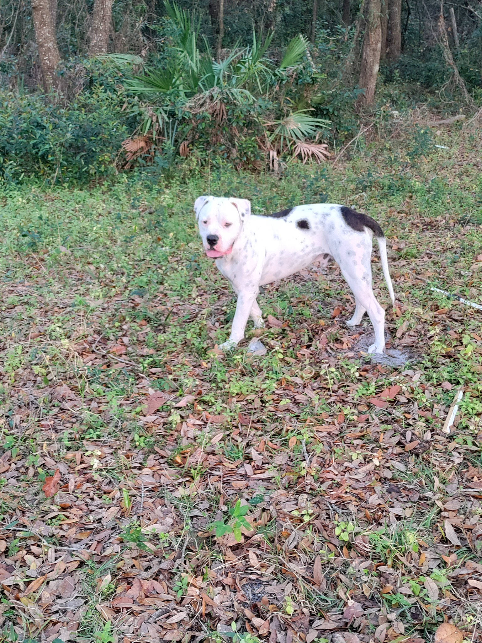 Triton is registered to the contest to win money with this photo: canidae, carnivore, companion_dog, dog, dog_breed, forest, grass, groundcover, hunting_dog, natural_landscape, non_sporting_group, plant, shrub, soil, sporting_group, tail, terrestrial_animal, tree, woodland, working_animal